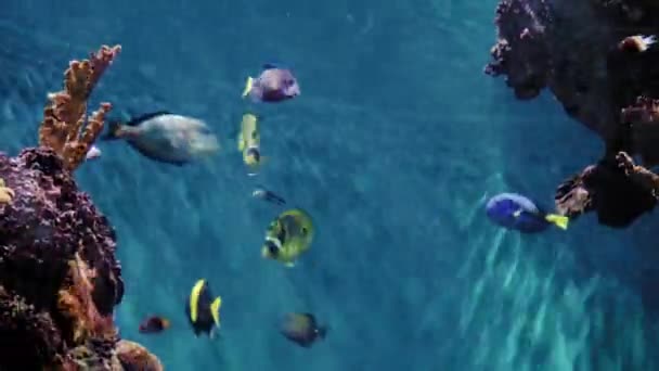 Das Korallenriff Schimmert Der Sonne Eine Vielzahl Von Fischen Schwimmt — Stockvideo
