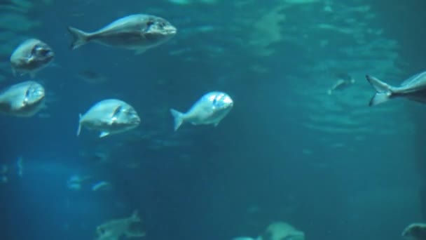 Πολλά Ψάρια Κολυμπούν Ήσυχα Στο Νερό Ενώ Ένας Καρχαρίας Κολυμπά — Αρχείο Βίντεο