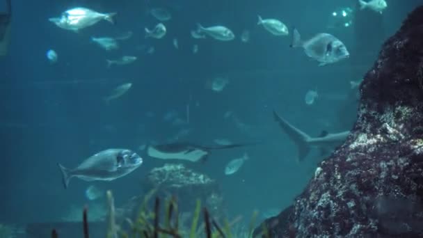 Stingrays Tiburones Peces Nadan Cerca Concepto Unidad Naturaleza Ecosistema Común — Vídeo de stock