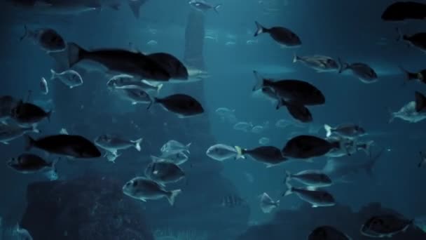 迷人的水下世界的镜头 鲨鱼和鱼在附近游动 自然与共同生态系统统一的概念 小深度的场 高质量的4K镜头 — 图库视频影像