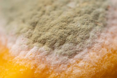 Sarı bir limonun yüzeyindeki yeşil-beyaz küfün makro fotoğrafı. Yüksek kalite fotoğraf