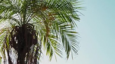 Palmiye ağacının tepesinin bulanık görüntüsü, rüzgarda dalgalanan palmiye yaprakları. Uzayı kopyala Yüksek kalite 4k görüntü