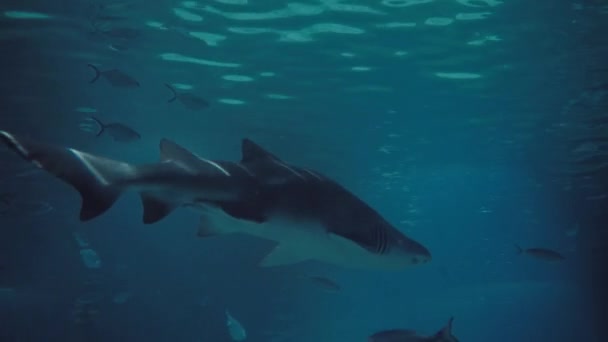 主な捕食者としてのサメは 夕食になることができる他の魚の間で冷静に泳ぎます 高品質の4K映像 — ストック動画