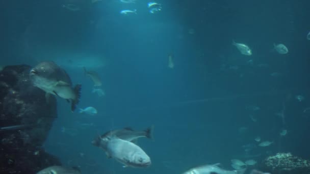 Muchos Peces Nadan Tranquilamente Agua Mientras Tiburón Nada Fondo Concepto — Vídeo de stock