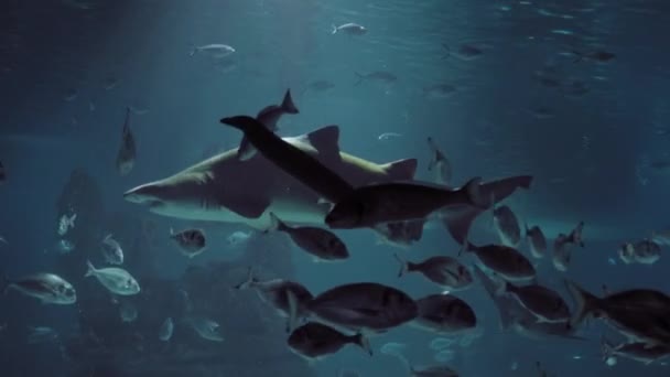 メインの捕食者としてフレームの中央にサメが付いている魅惑的なショット サメは夕食になるかもしれない他の魚の間で穏やかに泳ぎます 前景には魚のシルエットがあります — ストック動画