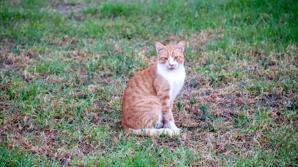 Serious-looking red cat sits on the lawn, its gaze fixed directly at the viewer. This cat bears the traits of a classic Greek street feline. High quality photo