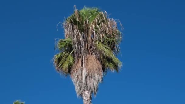 Top Van Een Palmboom Zwaait Wind Tegen Een Heldere Blauwe — Stockvideo