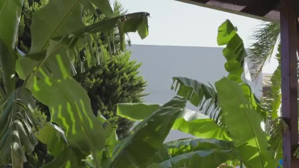 Große Bananenblätter Tropischer Pflanzen Wiegen Sich Wind Nature Meditation Konzept — Stockvideo