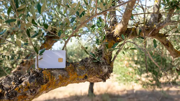 White bank card is positioned on olive tree, creatively portraying idea of earning livelihood by cultivating olives and producing olive oil, challenging conventional notion of money as sole source of