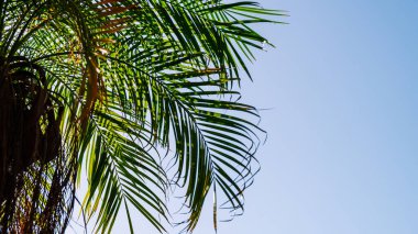 Avuç içi yaprakları gökyüzüne karşı. Uzayı kopyala Yüksek kalite fotoğraf