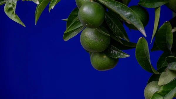 The fruits of a green loan against a dark blue wall. Copy space. High quality photo