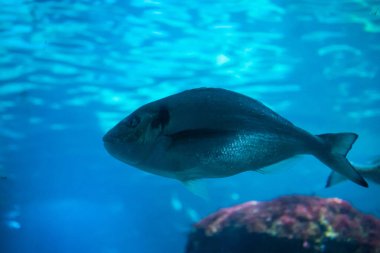 Yüzgeçli elektrikli mavi bir balık mercan resifinin yakınında zarif bir şekilde yüzüyor. Deniz biyolojisinin ve vahşi yaşamın güzelliğini gözler önüne seriyor.