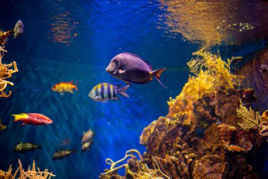 Bir grup balık, yüzgeçli omurgalı organizmalar, sıvı dolu bir tankta su altında yüzüyorlar. Deniz biyolojisi temalı akvaryuma güzellik katarak elektrik mavisi renkleri sergiliyorlar.