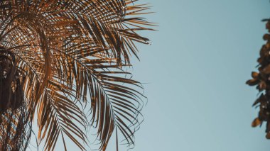 Avuç içi yaprakları gökyüzüne karşı. Uzayı kopyala Yüksek kalite fotoğraf