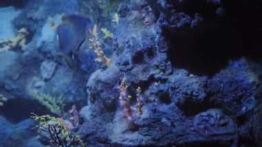 Gümüş bir balık deniz tabanındaki mercanlar arasında sakince yüzer. Yüksek kalite 4k görüntü
