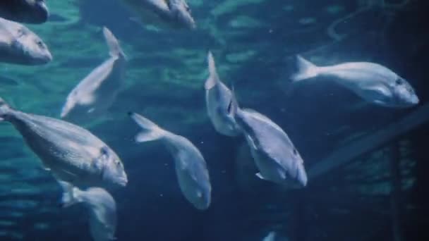 许多不同的鱼在框架里游泳 高质量的4K镜头 — 图库视频影像