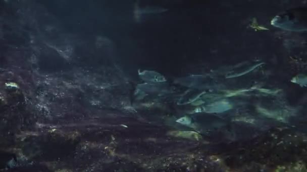 Veel Verschillende Vissen Zwemmen Langs Zeebodem Tussen Koralen Hoge Kwaliteit — Stockvideo