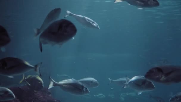 상어와 물고기는 공간에서 수영합니다 포식자와 먹이의 평화로운 고품질 — 비디오
