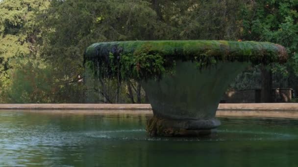 Ein Großer Bemooster Brunnen Liegt Einem Teich Das Wasser Ist — Stockvideo