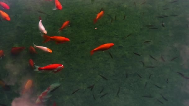 Grupo Peixes Nadando Uma Lagoa Peixes São Diferentes Cores Tamanhos — Vídeo de Stock