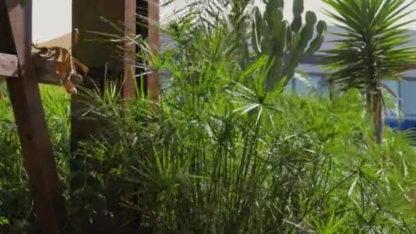 Ένας Καταπράσινος Κήπος Ποικιλία Φυτών Όπως Κάκτοι Και Φοίνικες Φυτά — Αρχείο Βίντεο