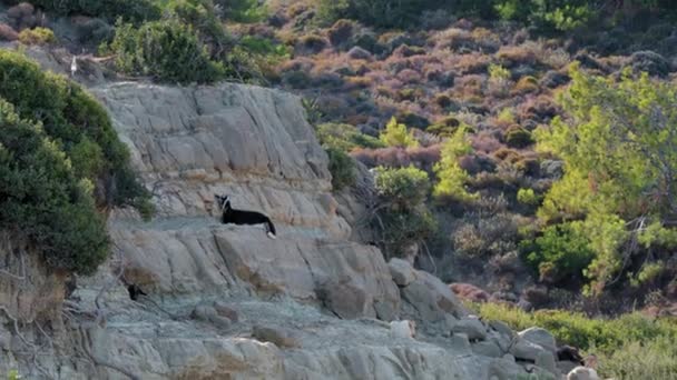 一只狗正坐在岩石地区的岩石上 这只狗又黑又白 — 图库视频影像