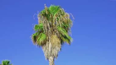 Kahverengi yapraklı bir palmiye ağacı açık mavi gökyüzü olan bir tarlada duruyor. Ağaç uzun ve üzerinde birkaç yaprak var.