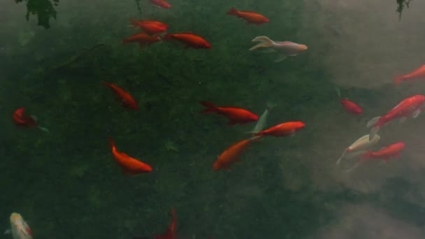 一群鱼在池塘里游泳 这些鱼大多是橙色的 有一些白斑 水是平静而清澈的 鱼似乎正在池塘里享受它们的时光 — 图库视频影像