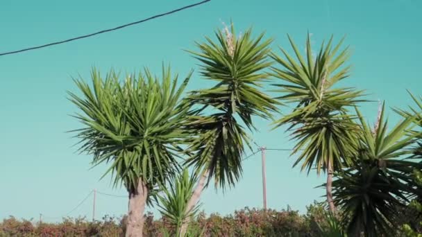 Uma Árvore Com Muitas Folhas Está Meio Campo Céu Azul — Vídeo de Stock