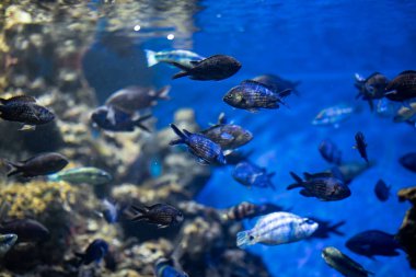 Yüzgeçleri olan bir grup mavi balık sualtı tankının sıvı mavi sularında zarif bir şekilde yüzüyor ve hareket halindeki deniz biyolojisini sergiliyorlar.