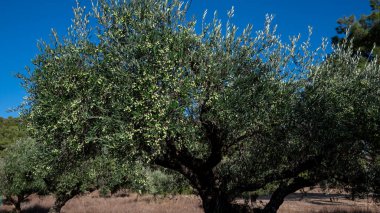 Rodos adasında zeytin ağacı. Yüksek kalite fotoğraf