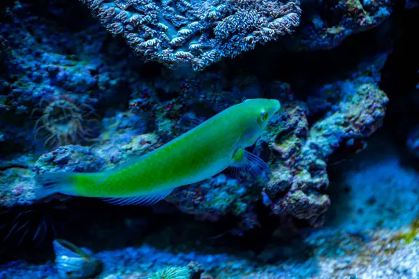 Elektrikli mavi bir balık canlı bir mercan resifinin yanında zarif bir şekilde suyun altında yüzüyor. Deniz biyolojisinin ve okyanusta yaşayan renkli deniz canlılarının güzelliğini gösteriyor.
