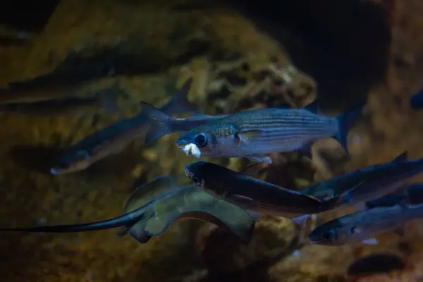 A group of Electric blue Sturgeon fish, a type of fish in Marine biology, swim among invertebrates like Decapoda and Crustaceans in a dark aquarium