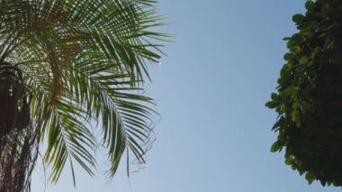 Ön planda bir palmiye ağacı ve arka planda yeşil yapraklı bir ağaç vardır. Gökyüzü mavi ve berrak
