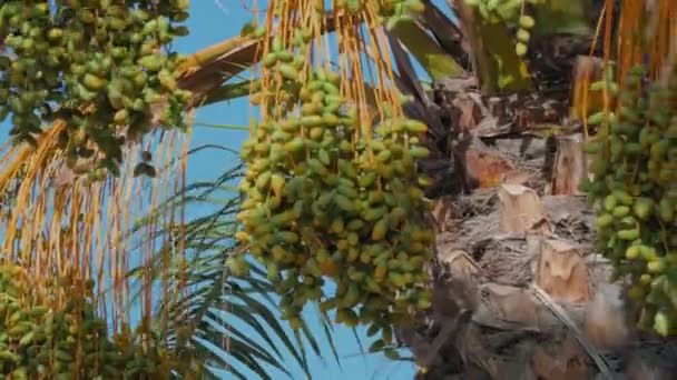 一棵树上挂着绿叶和黄色的果子 果实成熟了 随时可以采摘 — 图库视频影像