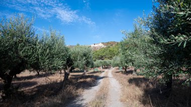 Rodos adasındaki zeytin bahçesinden geçen bir patika. Yüksek kalite fotoğraf