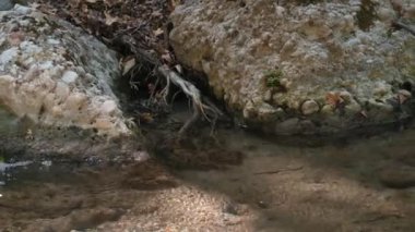 İçinden ağaç kökü çıkan bir kaya. Su bulanık ve kaya yosunla kaplı.