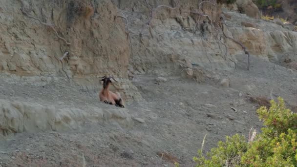 Uma Cabra Está Numa Encosta Rochosa Cabra Marrom Tem Uma — Vídeo de Stock