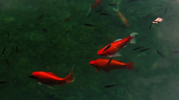 Sekelompok Ikan Berenang Kolam Sebagian Besar Ikan Berwarna Oranye Dan — Stok Video