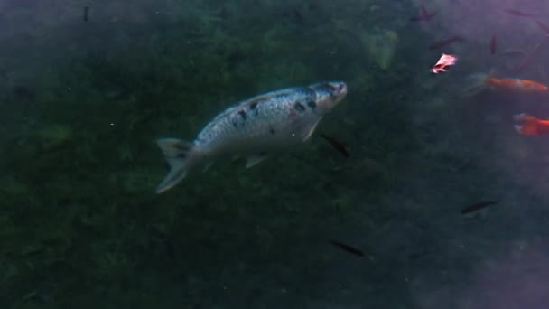 Pesce Sta Nuotando Nell Acqua Con Una Macchia Nera Sulla — Video Stock