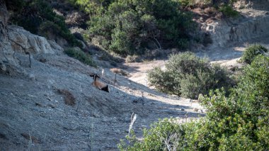  Kayalık bir yamaçta bir keçi yatıyor. Keçi kahverengidir ve siyah bir yüzü vardır. Tepe kayalık ve üzerinde bir sürü bitki yetişiyor. Yüksek kalite fotoğraf