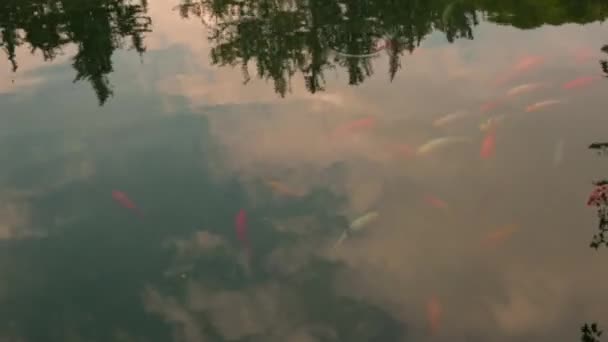 Sebuah Kolam Dengan Banyak Ikan Dalamnya Airnya Keruh Dan Langit — Stok Video