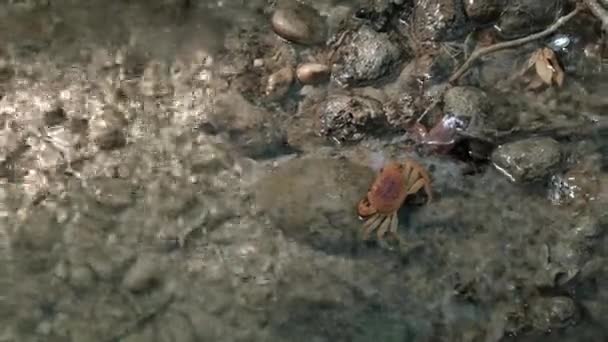 Kayalık Bir Kıyı Şeridinde Bir Yengeç Yürüyor Bulanık Kayalar Pürüzlü — Stok video
