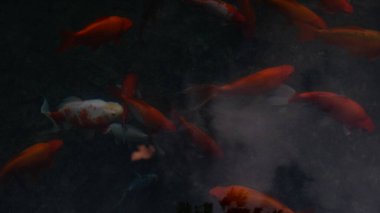  Gölette yüzen bir grup balık. Balıklar çoğunlukla kırmızı ve bazı beyaz noktalar var. Gölet yeşil ve bulanık, balığa biraz bulanık bir görünüm veriyor. Yüksek kalite fotoğraf