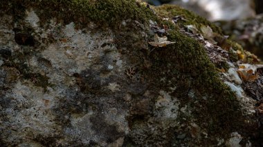 Bir kelebek yosun kaplı bir kayanın üzerinde oturuyor. Kaya kahverengidir ve kelebek siyah ve beyazdır. Yüksek kalite fotoğraf