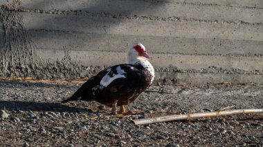 Beton duvara karşı siyah ve beyaz bir kazın yakın çekimi. - Evet. Yüksek kalite fotoğraf