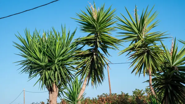 Lush green palm trees against a blue sky. . High quality photo