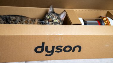 Jurmala, Letonya 07.07.2024: Dyson V15 'in kutusunda mutlak dik süpürge gri bir tekir kedi oturuyor. - Evet. Yüksek kalite fotoğraf