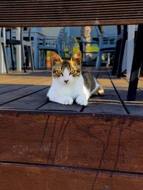 Bir kedi, kafenin dışındaki ahşap bir güvertede rahatça dinlenir. Müşteriler yakınlarda otururken güneşin sıcaklığının tadını çıkarır..
