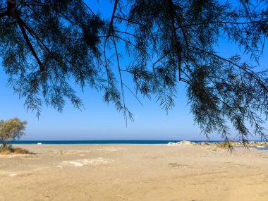 Sakin bir kıyı manzarası sergilenir, berrak mavi gökyüzü ve arka planda görünen deniz, bir ağacın dalları tarafından çerçevelenir, huzurlu bir öğleden sonra atmosferi yakalar..